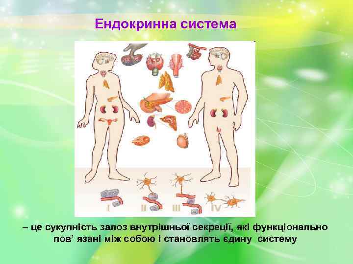 Ендокринна система – це сукупність залоз внутрішньої секреції, які функціонально пов’ язані між собою