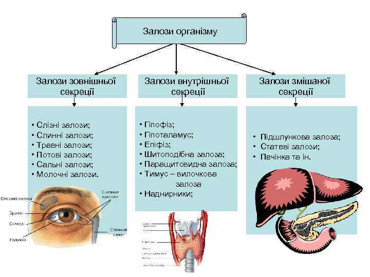 Залози організму Залози зовнішньої секреції • Слізні залози; • Слинні залози; • Травні залози;