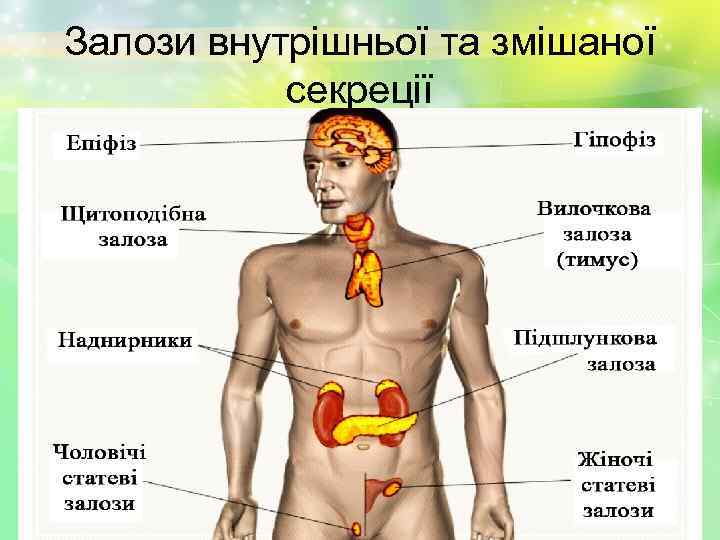 Залози внутрішньої та змішаної секреції 