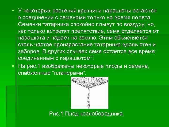 § У некоторых растений крылья и парашюты остаются в соединении с семенами только на