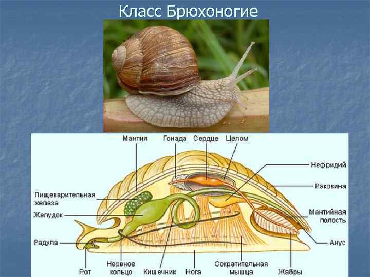 Лучевая симметрия моллюсков. Внешнее строение раковины брюхоногого моллюска. Моллюсик дбрюхоногий нервная системы. Раковина двустворчатых и брюхоногих. Мантия и мантийная полость у брюхоногих.