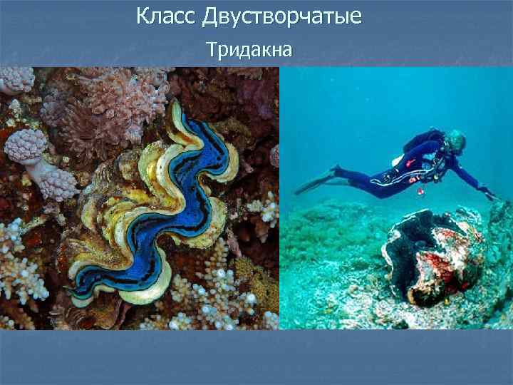 Класс Двустворчатые Тридакна 