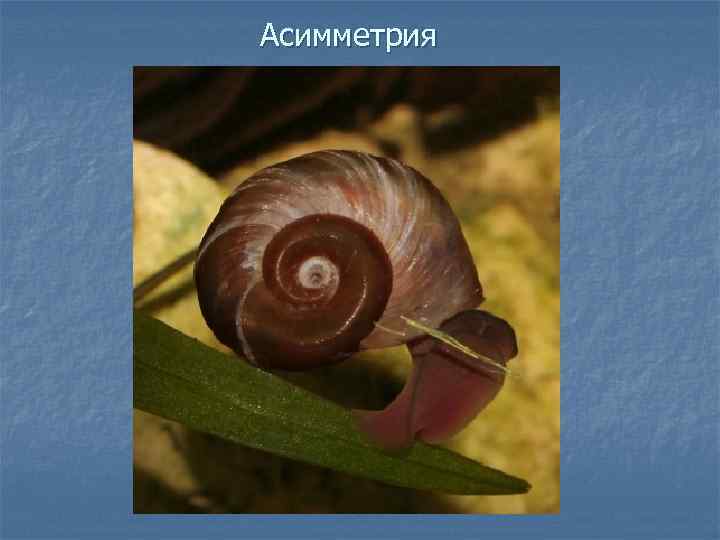 Асимметрия 