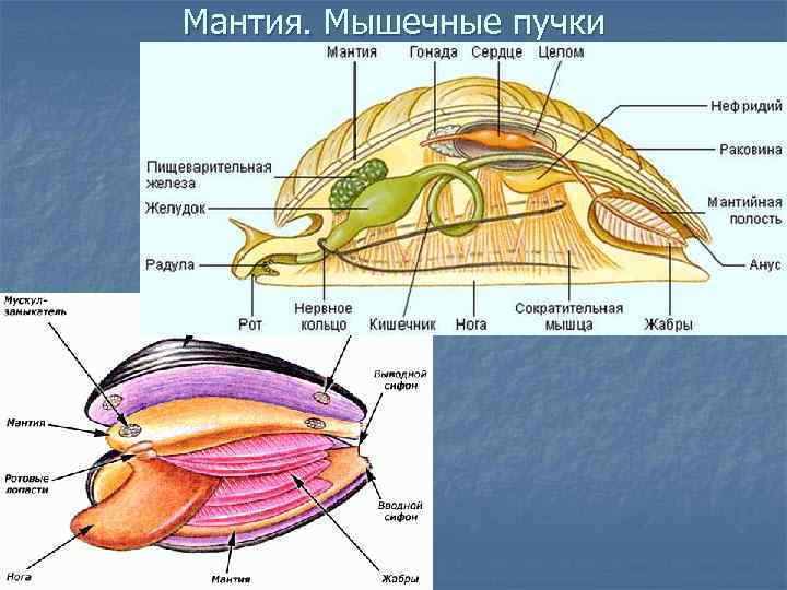Полость тела моллюсков вторичная. Двустворчатые моллюски мантийная полость. Брюхоногие строение мантийная полость. Строение мантийной полости моллюска. Мантийная полость у двустворчатых моллюсков.