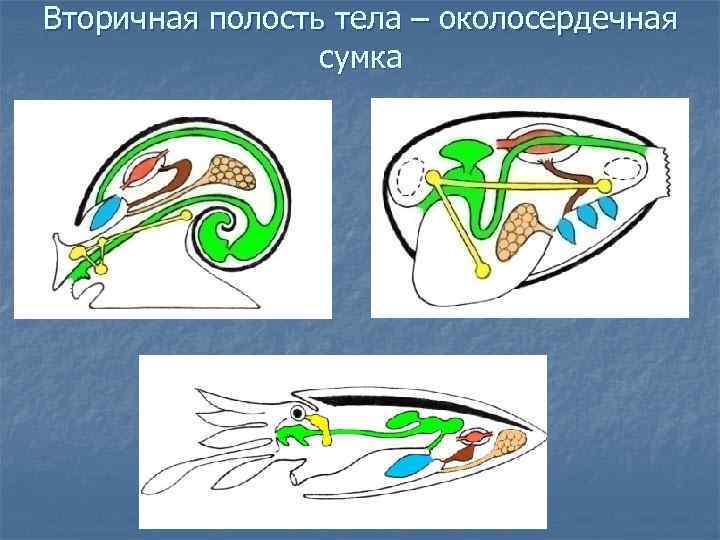 Тип моллюски полость тела