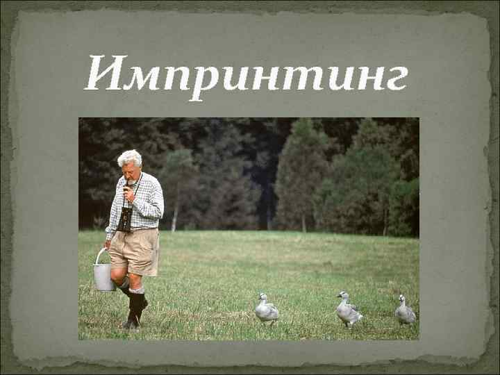 Импринтинг 