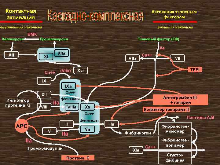 Контактная активация Активация тканевым фактором внутренний механизм внешний механизм ВМК Калликреин Прекалликреин Тканевый фактор