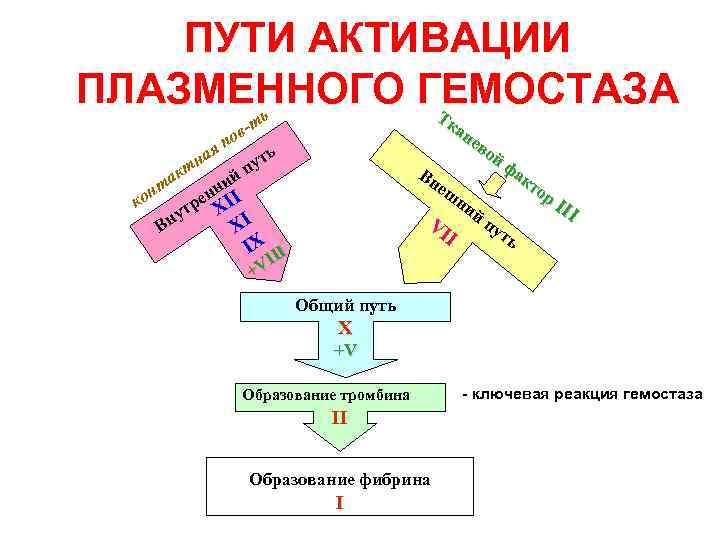 ПУТИ АКТИВАЦИИ ПЛАЗМЕННОГО ГЕМОСТАЗА Т ь ка не во йф ак Вн то еш