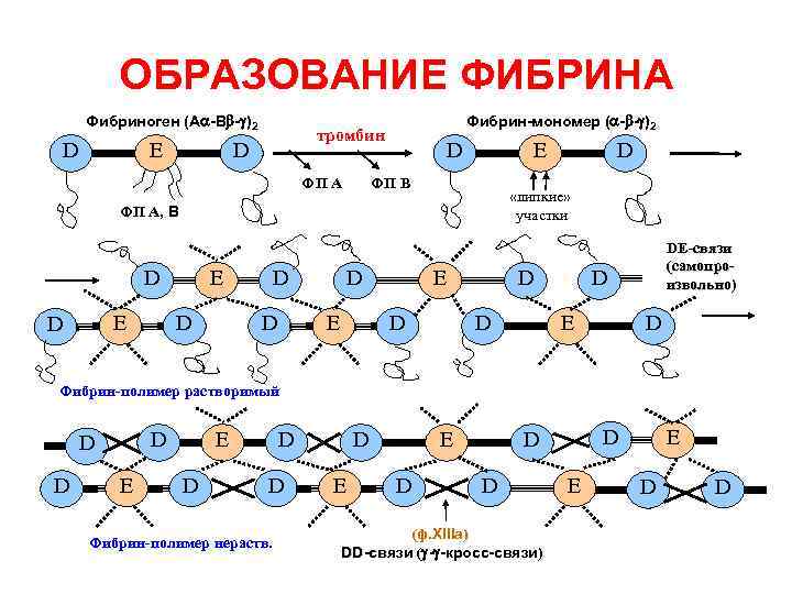 Схема образования фибрина