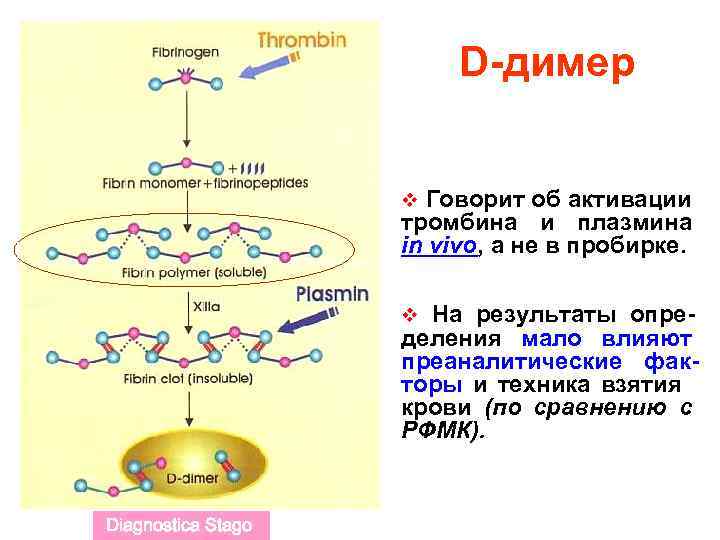 D-димер v Говорит об активации тромбина и плазмина in vivo, а не в пробирке.