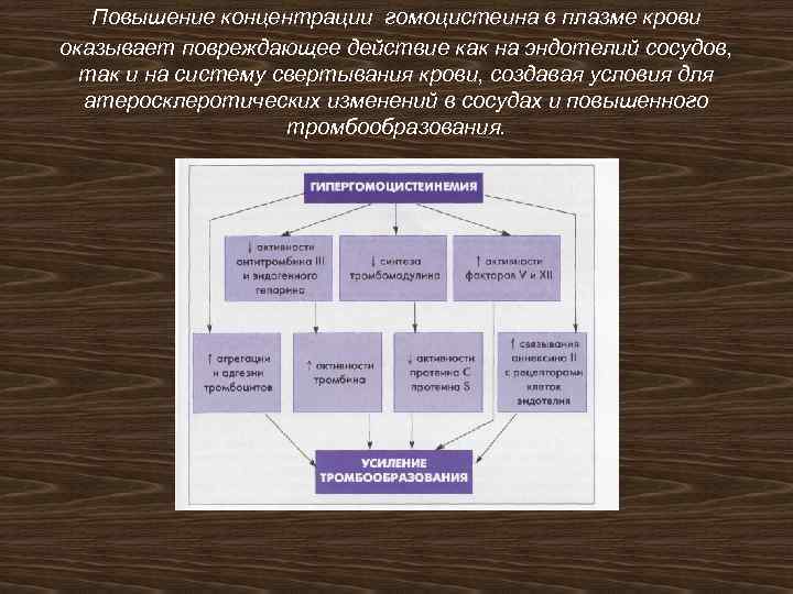 Повышение концентрации гомоцистеина в плазме крови оказывает повреждающее действие как на эндотелий сосудов, так