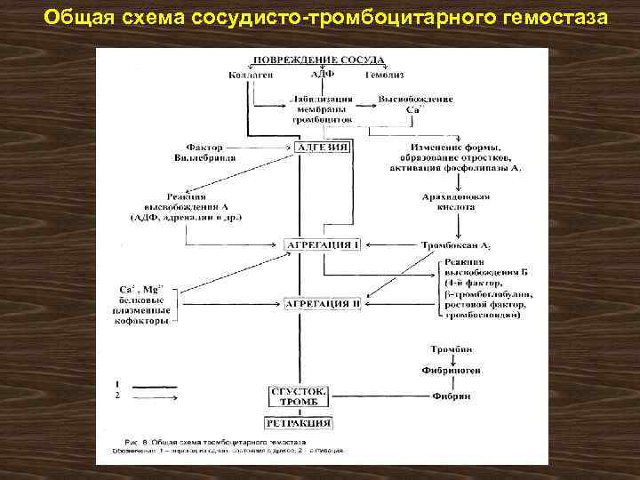 Первичный гемостаз схема