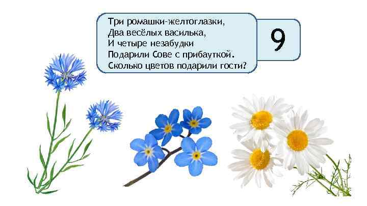 Три ромашки–желтоглазки, Два весёлых василька, И четыре незабудки Подарили Сове с прибауткой. Сколько цветов
