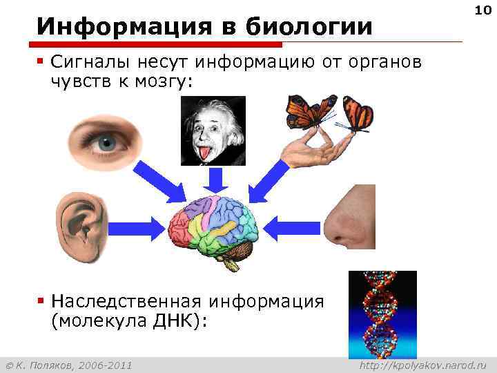 Информация в биологии 10 § Сигналы несут информацию от органов чувств к мозгу: §