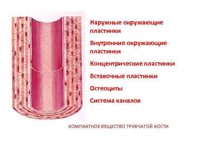 Наружные окружающие пластинки Внутренние окружающие пластинки Концентрические пластинки Вставочные пластинки Остеоциты Система каналов КОМПАКТНОЕ