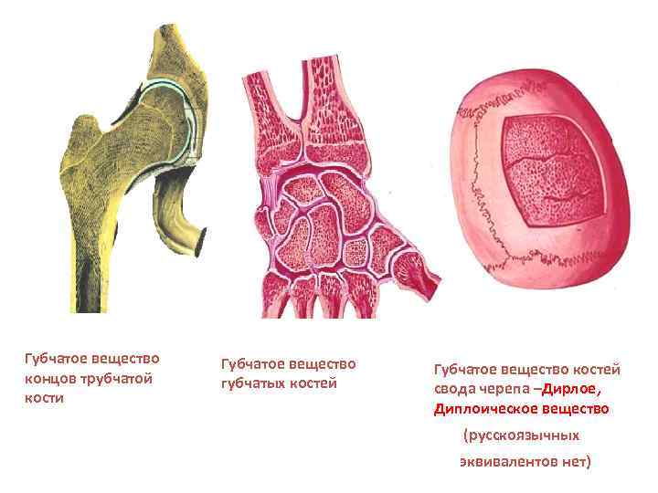 Губчатое вещество концов трубчатой кости Губчатое вещество губчатых костей Губчатое вещество костей свода черепа