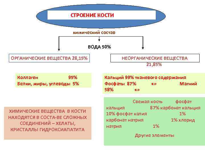 Строение костей химический состав