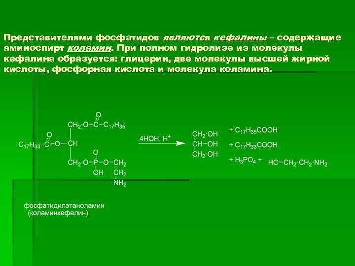 Представителями фосфатидов являются кефалины – содержащие аминоспирт коламин. При полном гидролизе из молекулы кефалина