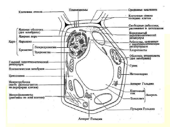 Схема растения растительной клетки