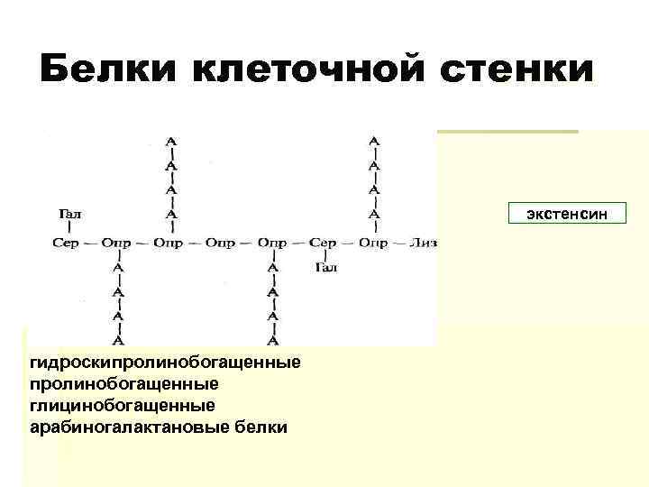 Белки клеточной стенки