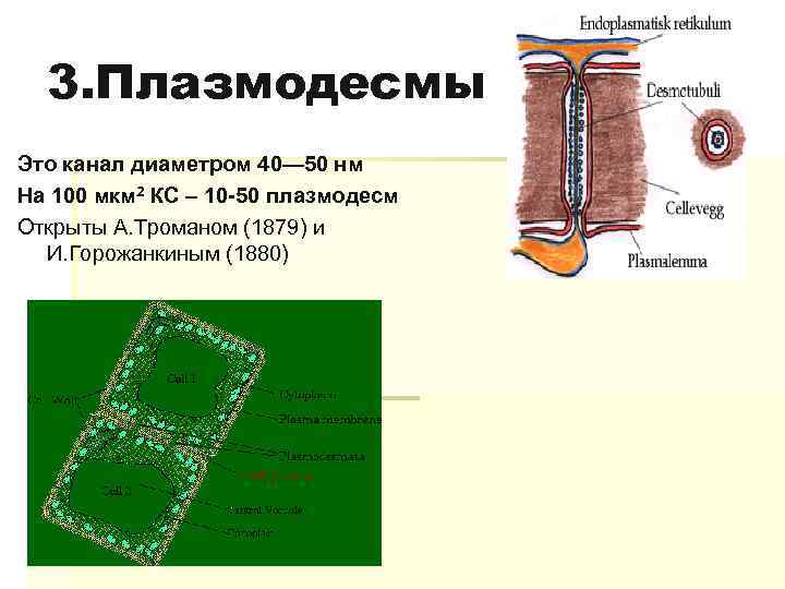 Плазмодесмы