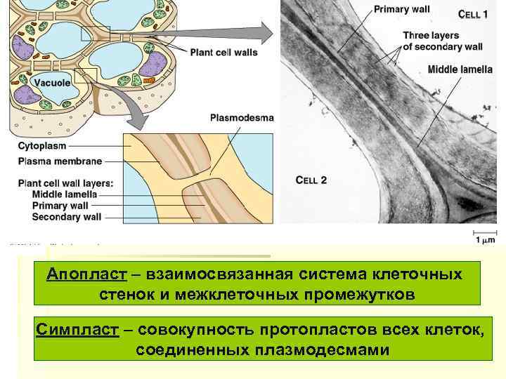 Симпластный апопластный вакуолярный пути транспорта веществ и их значение презентация