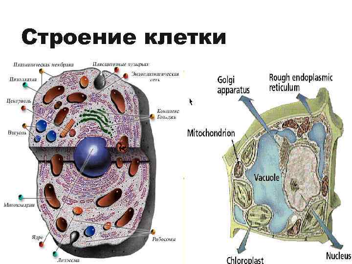 На рисунке растительной клетки цифра 4 обозначает