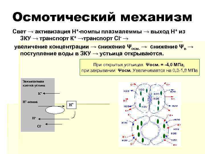 Механизм поступления. Осмотический механизм поступления воды в клетку. Механизм поступления воды в растение. Осмотический. Механизм поступления воды в растительную клетку.