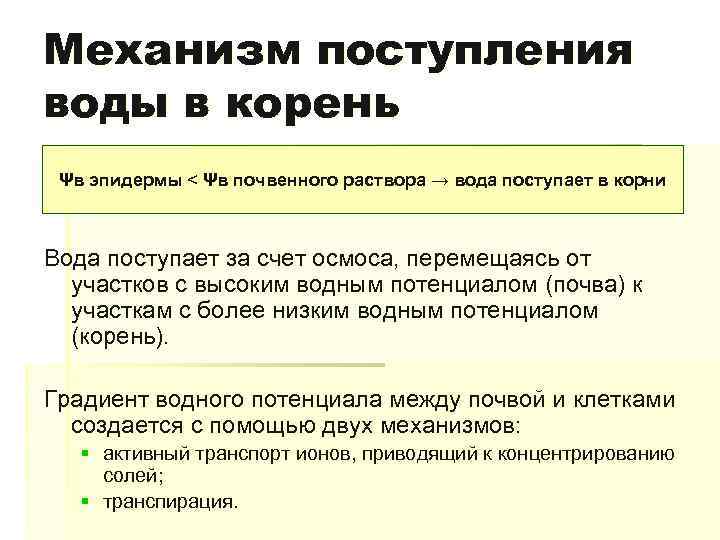 Механизм поступления воды в корень Ψв эпидермы < Ψв почвенного раствора → вода поступает