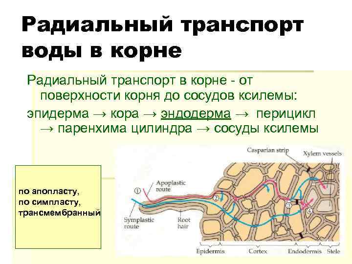 Радиальный транспорт воды в корне Радиальный транспорт в корне от поверхности корня до сосудов