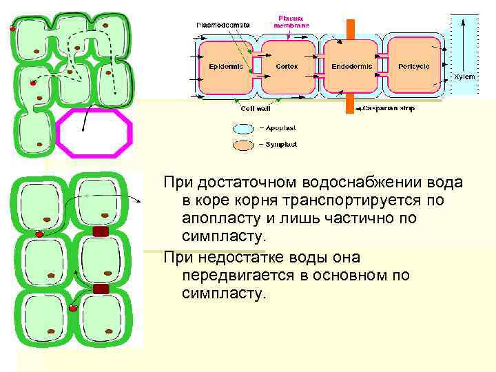 При достаточном водоснабжении вода в коре корня транспортируется по апопласту и лишь частично по