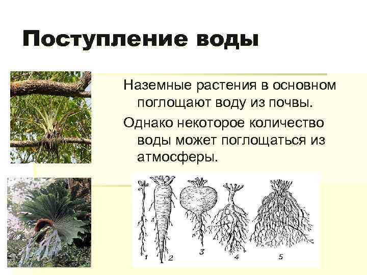 Поступление воды Наземные растения в основном поглощают воду из почвы. Однако некоторое количество воды