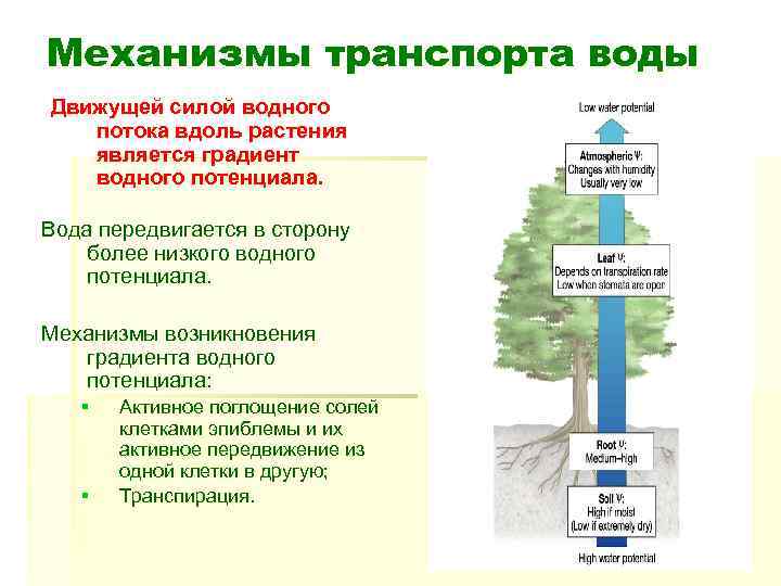 Механизмы транспорта воды Движущей силой водного потока вдоль растения является градиент водного потенциала. Вода