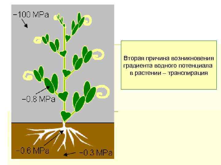 Вторая причина возникновения градиента водного потенциала в растении – транспирация 