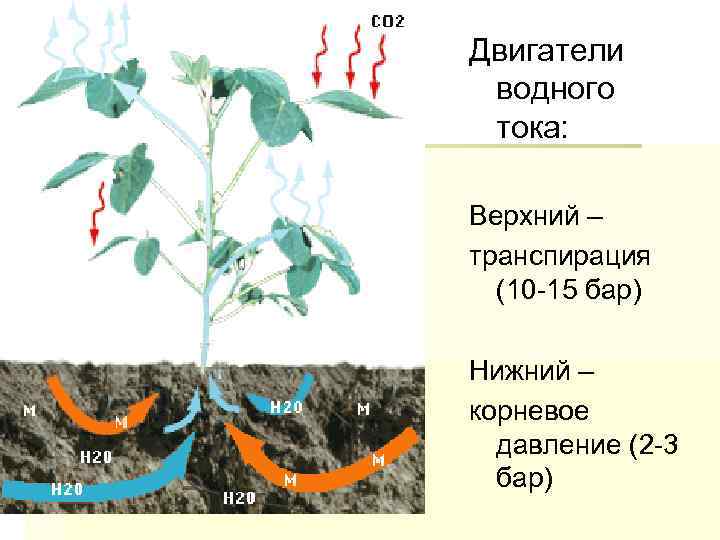 Двигатели водного тока: Верхний – транспирация (10 15 бар) Нижний – корневое давление (2