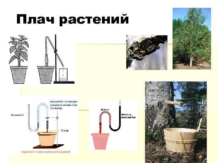 Плач растений 