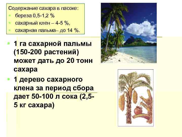Содержание сахара в пасоке: § береза 0, 5 1, 2 % § сахарный клен