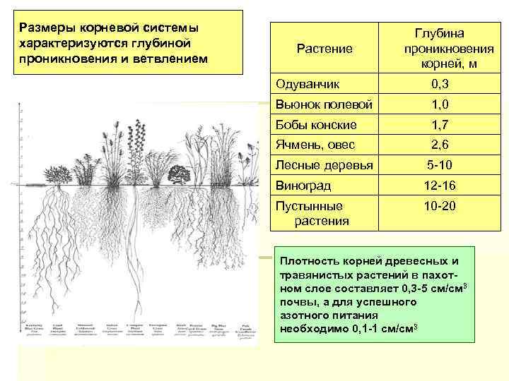 Размеры корневой системы характеризуются глубиной проникновения и ветвлением Растение Глубина проникновения корней, м Одуванчик