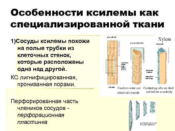 Особенности ксилемы как специализированной ткани 1)Сосуды ксилемы похожи на полые трубки из клеточных стенок,