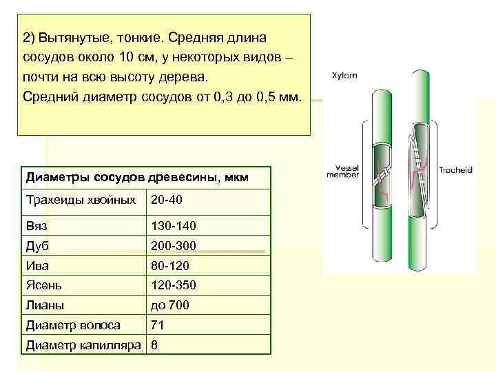 2) Вытянутые, тонкие. Средняя длина сосудов около 10 см, у некоторых видов – почти
