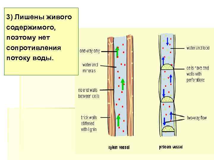 3) Лишены живого содержимого, поэтому нет сопротивления потоку воды. 