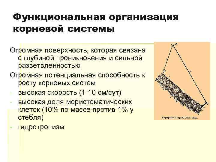 Функциональная организация корневой системы Огромная поверхность, которая связана с глубиной проникновения и сильной разветвленностью