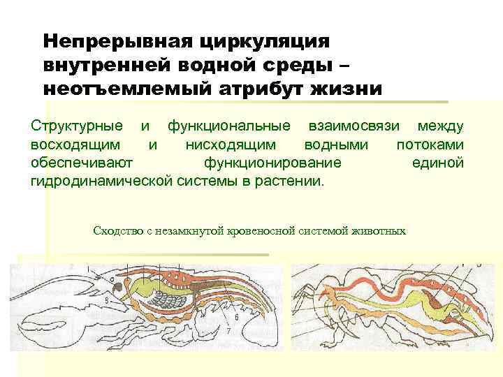 Непрерывная циркуляция внутренней водной среды – неотъемлемый атрибут жизни Структурные и функциональные взаимосвязи между