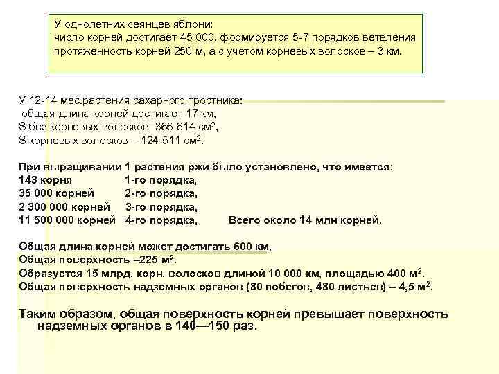 У однолетних сеянцев яблони: число корней достигает 45 000, формируется 5 7 порядков ветвления