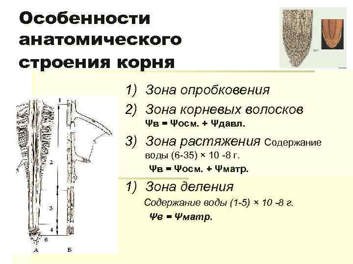 Особенности анатомического строения корня 1) Зона опробковения 2) Зона корневых волосков Ψв = Ψосм.