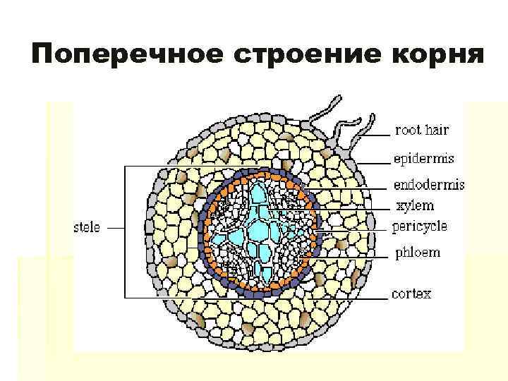 Поперечное строение корня 