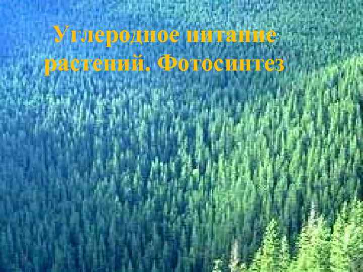 Углеродное питание растений. Фотосинтез 