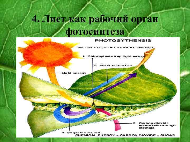 Органы растений фотосинтез