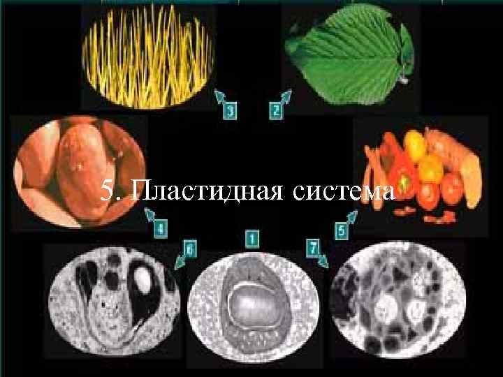 5. Пластидная система 
