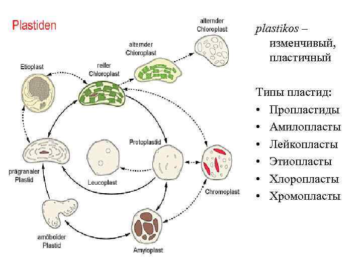рlastikos – изменчивый, пластичный Типы пластид: • Пропластиды • Амилопласты • Лейкопласты • Этиопласты